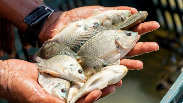 tilapia