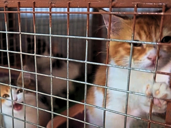 মধ্যপ্রাচ্যে গৃহহীন বিড়াল। 