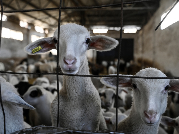 গ্রিসের একটি খামারের ভেতর বেশ কয়েকটি ভেড়া দেখা যাচ্ছে। ছবি: এএফপি