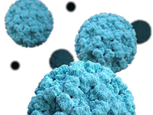 norovirus
