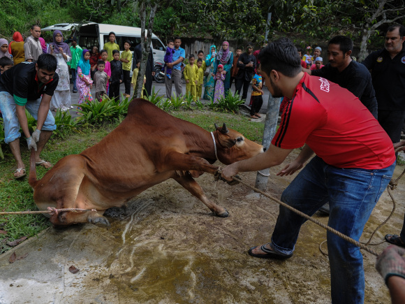 মালয়েশিয়ার আমপাং অঞ্চলে ঈদুল আযহা উপলক্ষে গরু কোরবানি দেওয়ার প্রস্তুতি। ফাইল ছবি: এএফপি (২০১৪)
