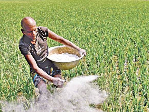 সার ছিটাচ্ছেন কৃষক