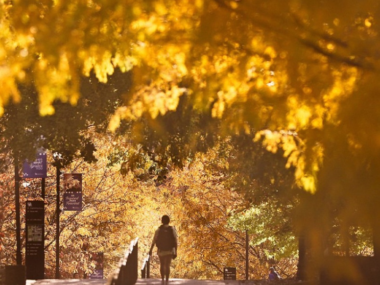 লেক্সিংটন শরৎ, কেন্টাকি শরতের সৌন্দর্য, লেক্সিংটন ভ্রমণ, শরতের দিনগুলো, যুক্তরাষ্ট্রে শরৎ, শরতের প্রকৃতি, লেক্সিংটন অভিজ্ঞতা, শরতের কুমড়ার মেলা, পাম্পকিন প্যাচ কেন্টাকি, লেক্সিংটন ক্যাম্পাস জীবন, শরতের রাত লেক্সিংটন, শরতের স্মৃতি, শরতের আকাশ, শরতে ভ্রমণ, 