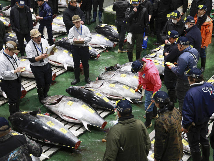 জাপানের ঐতিহ্যবাহী মাছের বাজারে নিলাম। ছবি: এএফপি