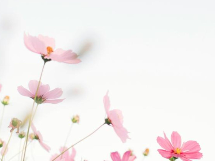 শীতে বারান্দা কিংবা ছাদ রঙিন করে তুলবে যেসব গাছ