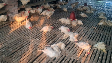 ছবি: সংগৃহীত