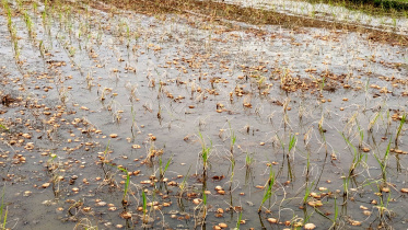 পচা আলুর বিষক্রিয়া