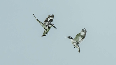 পাকড়া মাছরাঙা