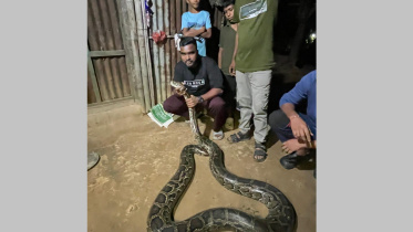 মৌলভীবাজারের কমলগঞ্জে উদ্ধার করা অজগর। ছবি: সংগৃহীত 