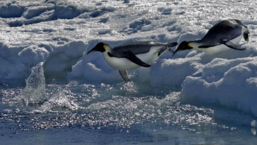 অ্যান্টার্কটিকায় সম্রাট পেঙ্গুইনের অবাধ বিচরণ। ছবি: এএফপি