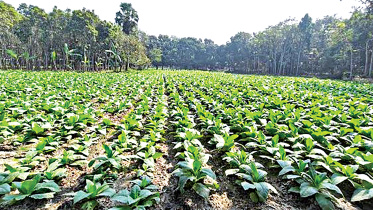 ছবি: স্টার।