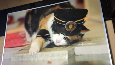 tama