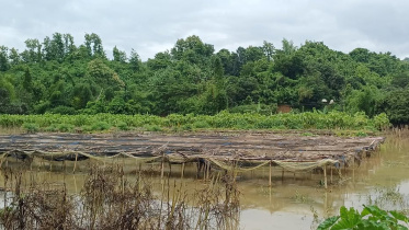 বন্যার পানিতে তলিয়ে আছে বান্দরবান সদর ইউনিয়নের গোয়ালাখোলা এলাকার বিস্তীর্ণ কৃষিজমি। ছবি: স্টার