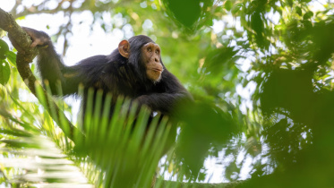 Chimpanzees