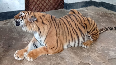 বাঘ
