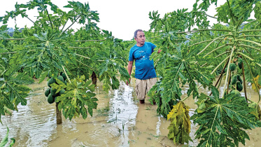 ফসলের ক্ষতি