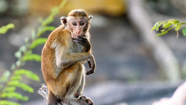 monkey