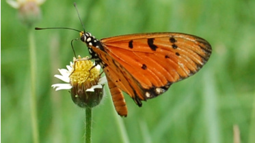 টাউনি কোস্টার। 