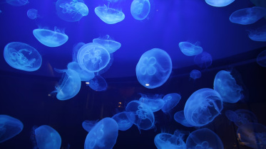 jellyfish