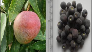 Fruits_n.jpg