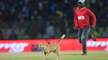 ক্রিকেট মাঠে কুকুর