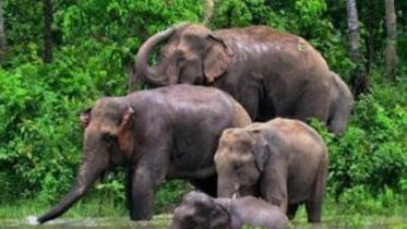 elephant.jpg