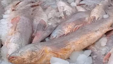 fish1.jpg