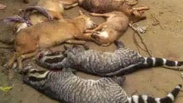 fox.jpg
