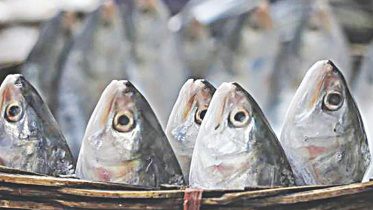 hilsa