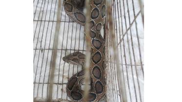 snake.jpg