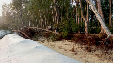 ঝাউ বাগান.jpg