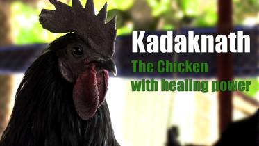Kadaknath The chicken with healing powers.jpg