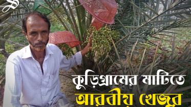 Kurigram Saudi date cultivation_Thumbnil_BN.jpg