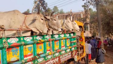 Lalmonirhat_Cow_29Jan21.jpg