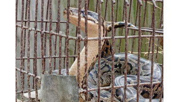 Lalmonirhat python.jpg