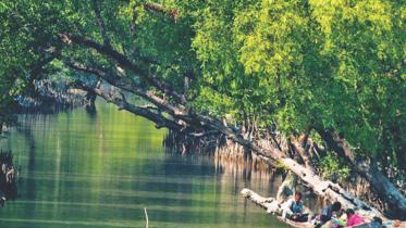mangrove forest.jpg