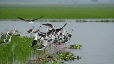 migratory bird.JPG