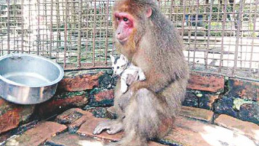 বিরল ঘটনার জন্ম দেয়া মা বানর এবং বিড়াল ছানা