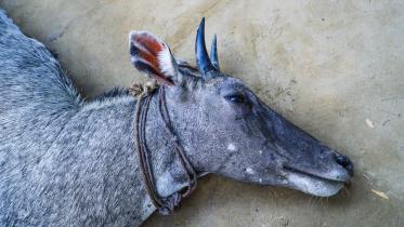 neelgai.jpg