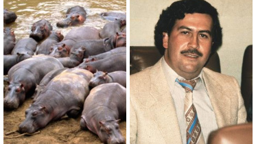 Pablo Escober's Hippo.jpg