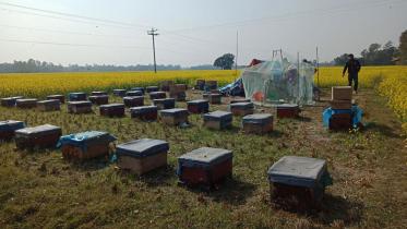 Pabna_Honey_10Jan21.jpg