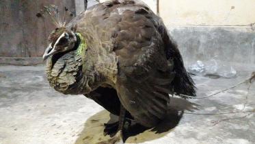 Panchagor_peacock_6Mar21.jpg