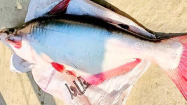 pangasius fish.jpg