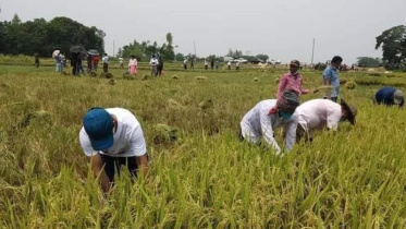 rice5.jpg