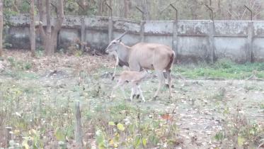 safari park.jpg