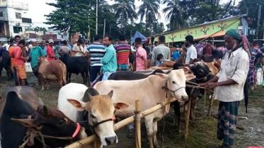 Sunamganj cattle market 1 Aug 20.jpg