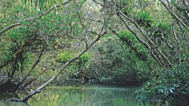 SUNDARBON1.jpg