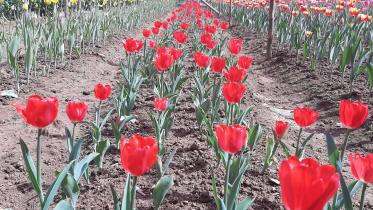 Tulip-1.jpg