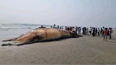 Whale.jpg
