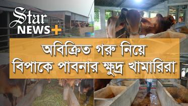 news_plus_cattle_pabna_for_youtube_1.jpg